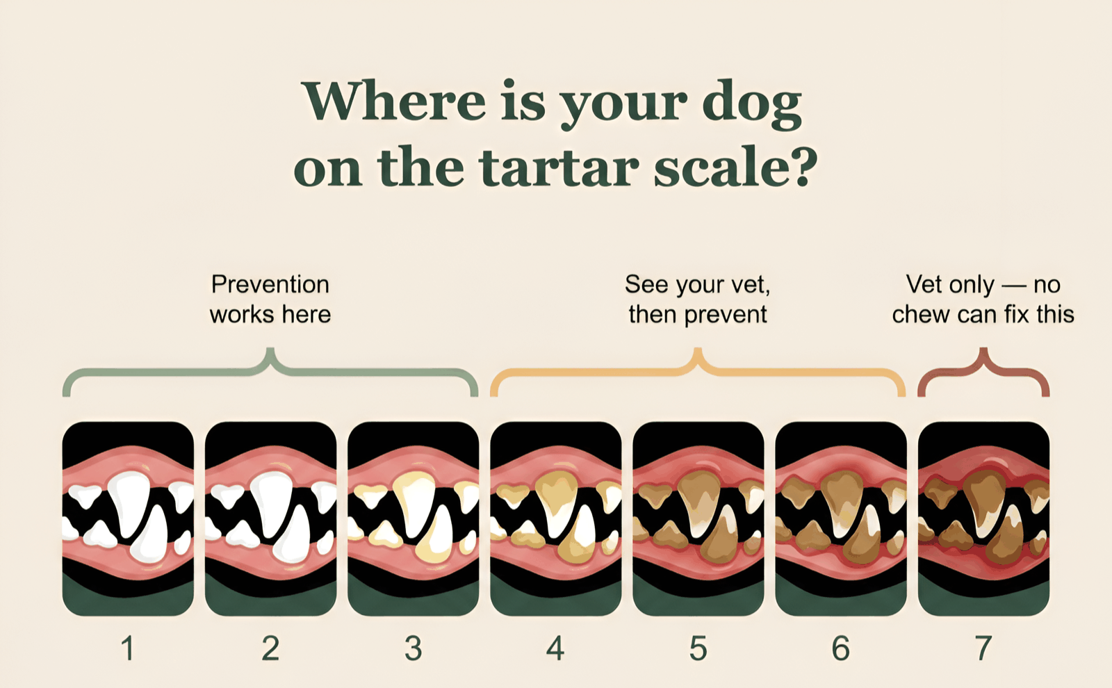 The tartar scale from 1 to 7 — stages 1 to 3 are where prevention works, stage 7 needs a vet